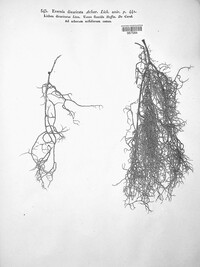 Evernia divaricata image